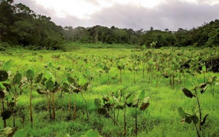 Vers le classement de la forêt-galerie entre Matam et Ourossogui pour protéger l'écosystème et prévenir les inondations